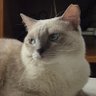 meg's profile picture