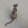 ✧ profil fotoğrafı