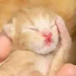 1% human 99% cat's profile picture