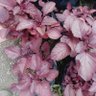 Petani Bayam Merah profil fotoğrafı