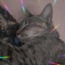 Фото профиля Chrys💫🐱