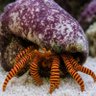 Фото профиля HermitCrabLegallyTweeting