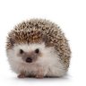 hedgehog profil fotoğrafı