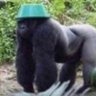Profilbild von Swampa22