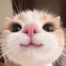 rafaela ☆'s profile picture