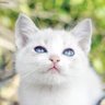 Фото профиля ☁️🐈⭐️夜空🐈🌙☁️ (降り注ぐ雪は、優しく笑顔包むから、僕は永遠を願った)