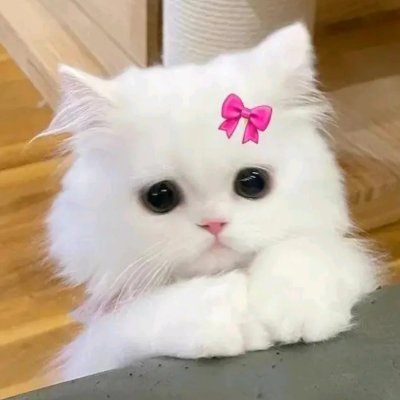Skr2munjali2's profile picture