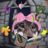🦩‣🎶аліса металочерепиця🍉🍉🍉🍉's profile picture