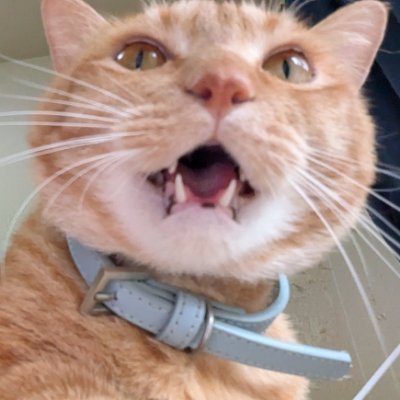 ニシワキシ under the's profile picture