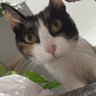 Profilbild von Duarte