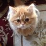 つぶやき君🇯🇵 profil fotoğrafı
