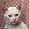 Me again 的头像