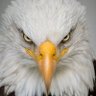 Intimidator21 🦅🇺🇸's profile picture
