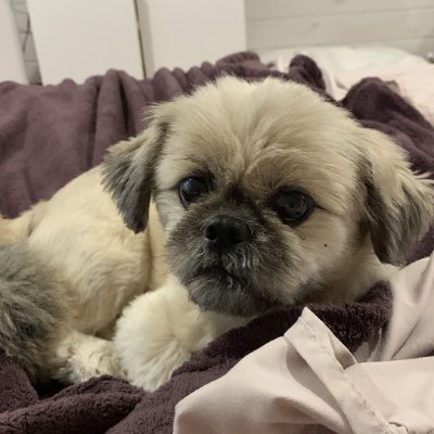 limit wayz's profile picture