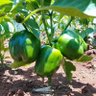 TulimeNaKaliverson 🌱 profil fotoğrafı