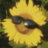 hødl 🌻 profil fotoğrafı