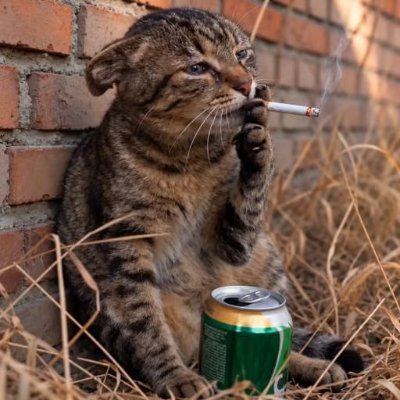 SmokingBeerCat's profile picture