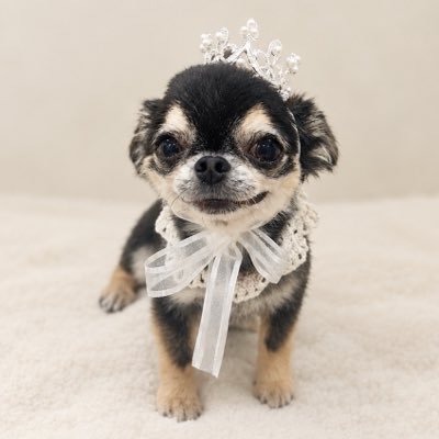 よいこのあんこ🐶's profile picture