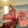 花咲 あゆむ profil fotoğrafı