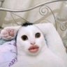 بسبس profil fotoğrafı