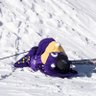 purple mountain dragon 的头像