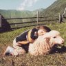 🐑 profil fotoğrafı