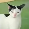 Profilbild von kapok