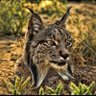 Фото профиля Lynx 🇵🇱