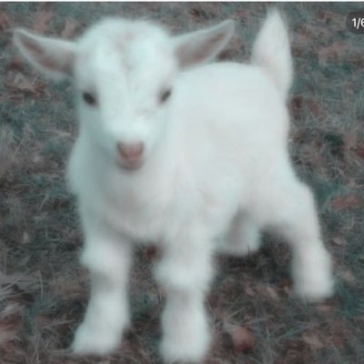 Liliya's profile picture
