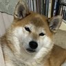 Фото профиля キュウちゃん(百花繚乱❣️🤭高見沢シェフによる「海老餃子🥟)