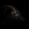 Profilbild von Black Phillip