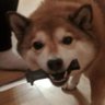 テンディ 的头像