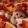 🍂🍁VaVaVoomSleazeMatt 🍁🍂's profile picture