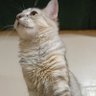 Reyes 👑 profil fotoğrafı