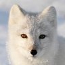 Profilbild von articfox