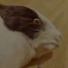 rosier's profile picture