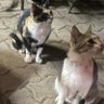 さくら 的头像
