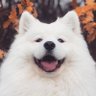 シーヱ@豊満専 profil fotoğrafı