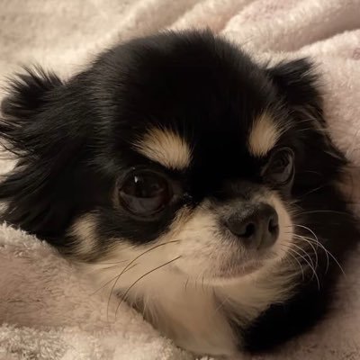 dohunfan's profile picture