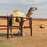 Фото профиля مكتبة تاريخ
