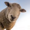 Le mouton enragé's profile picture