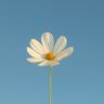 Flor de vida's profile picture