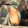 psfdt profil fotoğrafı