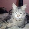 faraday's profile picture