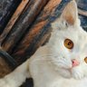 راوي profil fotoğrafı