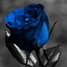 𝓑_90🥈's profile picture