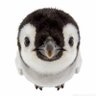 PangoThePenguinnn 的头像