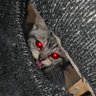 ๐ super spooky cat ๐ ็ๅคดๅ