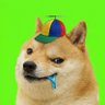 Stupid Inu 的头像