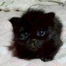 黒猫くう太郎さん 的头像